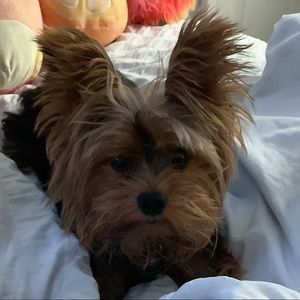 Meet your Posher, Francesca